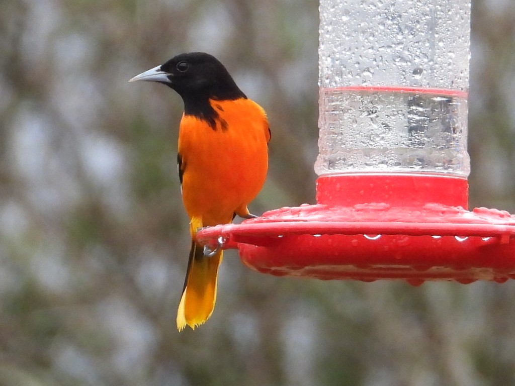 Baltimore Oriole - ML616388761