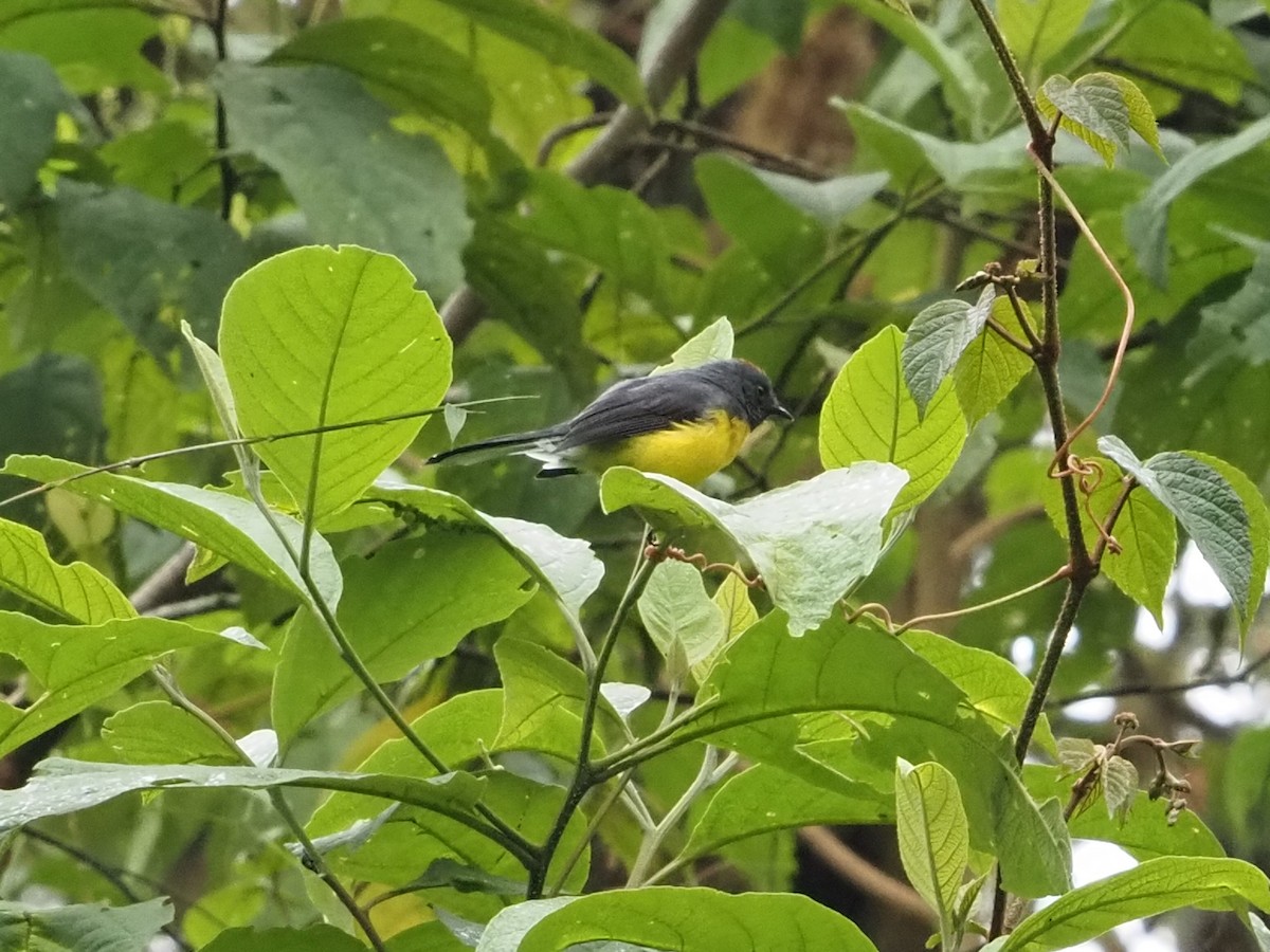 Slate-throated Redstart - ML616388883