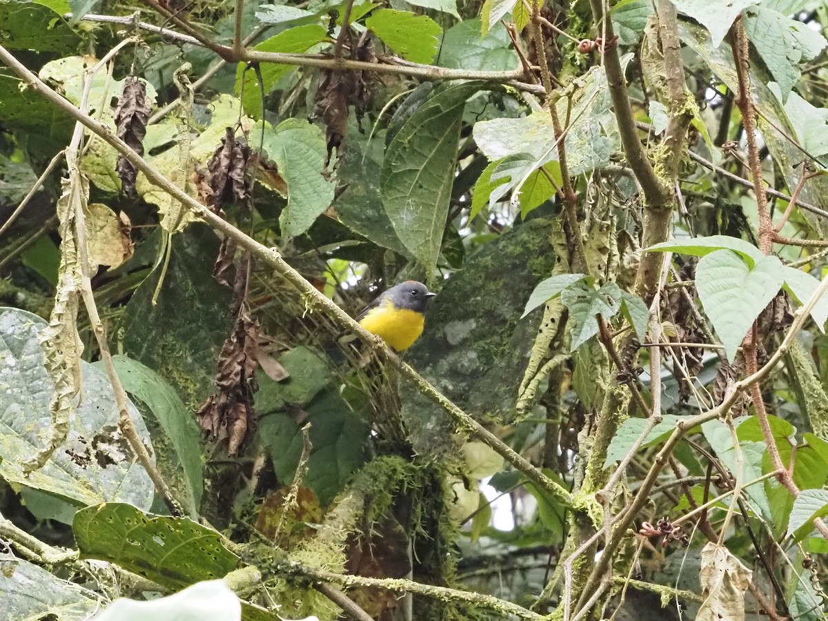 Slate-throated Redstart - Bob Maddox