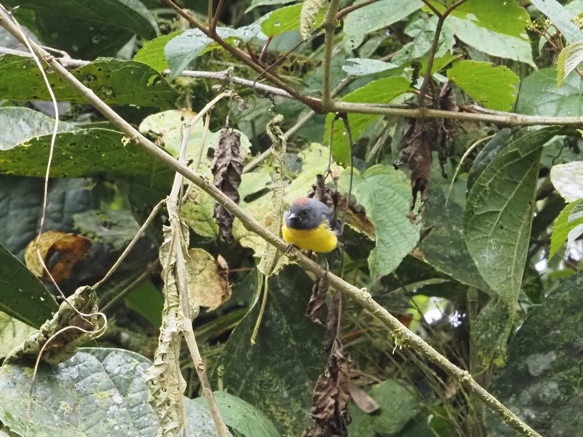 Slate-throated Redstart - ML616388887