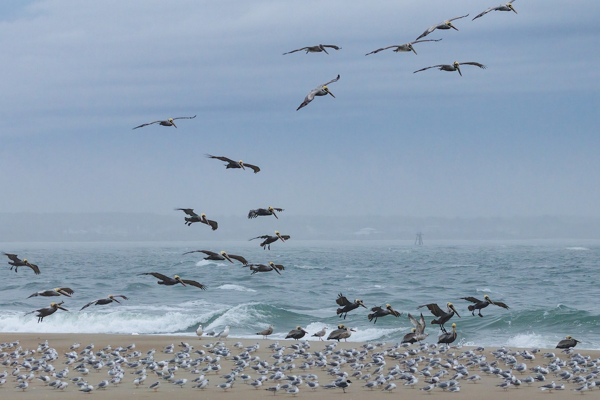 Brown Pelican - ML616388890