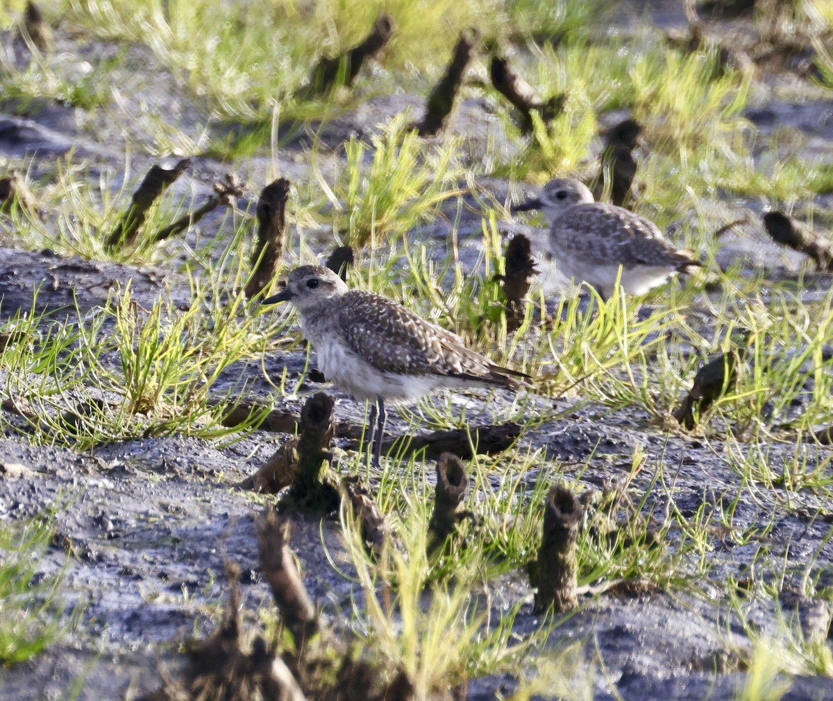 Black-bellied Plover - Adam Dudley