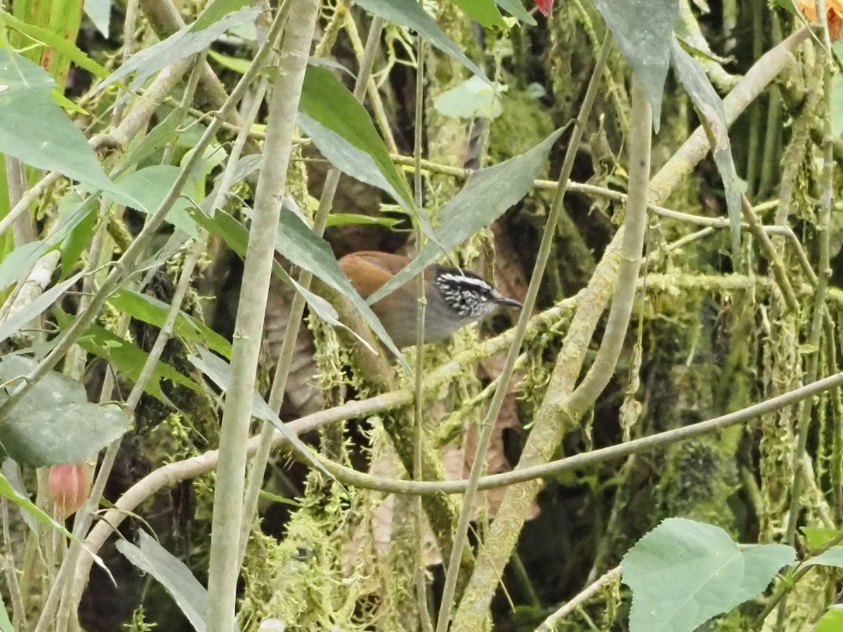 Gray-breasted Wood-Wren - ML616388917