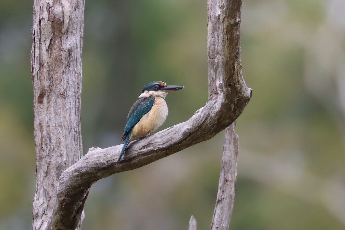 Sacred Kingfisher - ML616388948