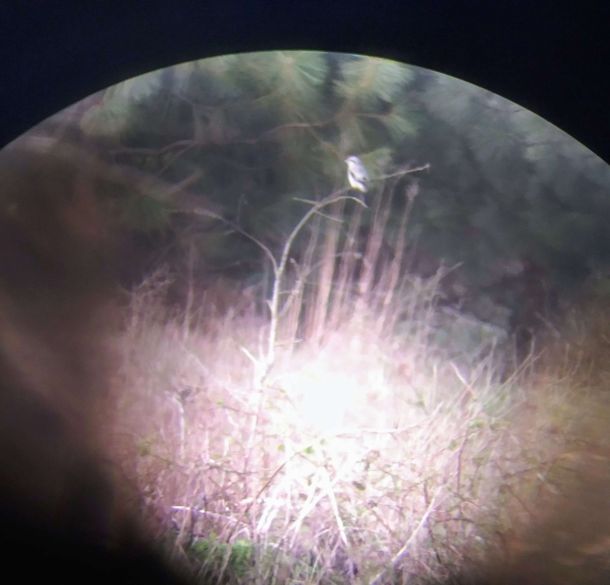 Northern Shrike - ML616388997