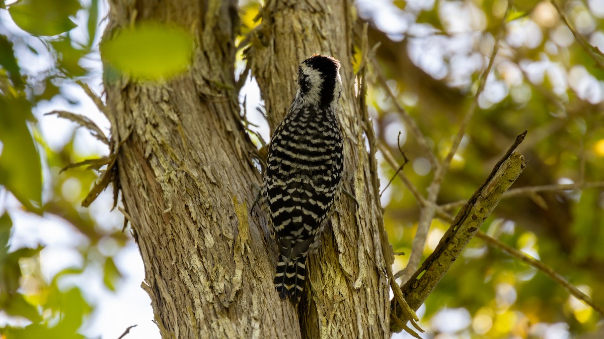 Striped Woodpecker - Andres Arancibia