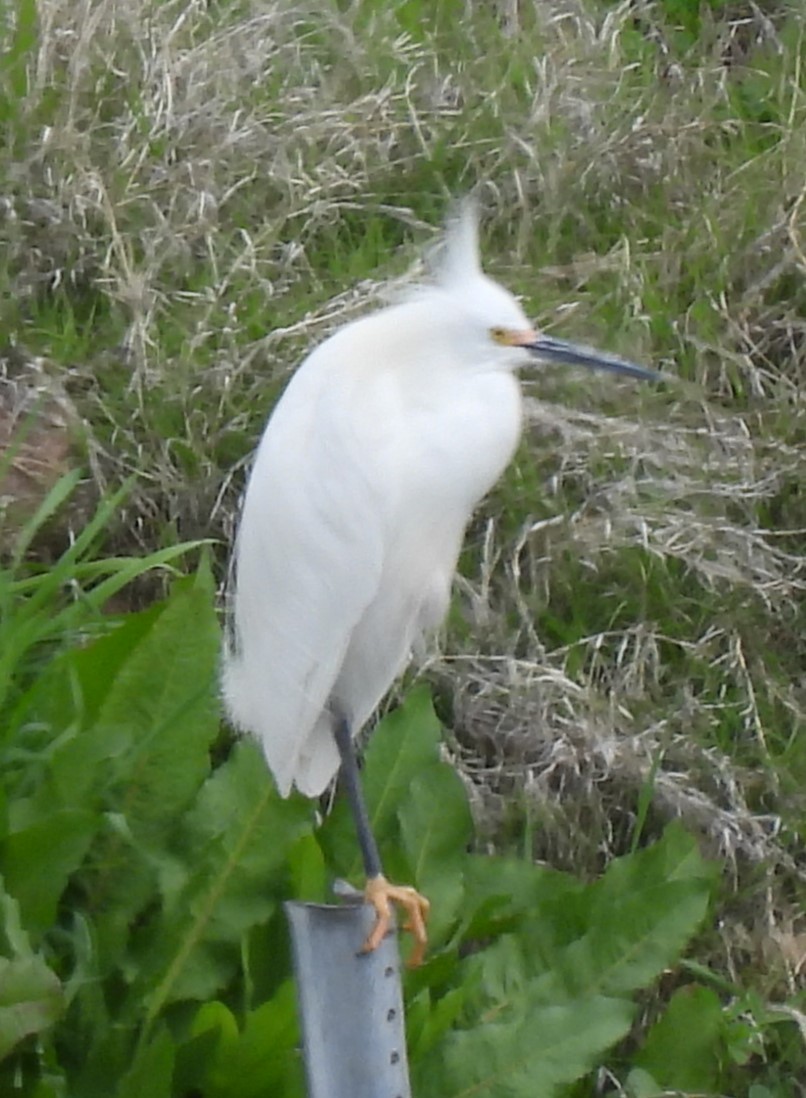 Snowy Egret - ML616389063