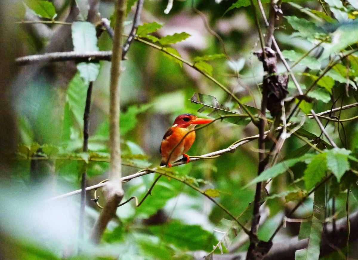 Sulawesi Dwarf-Kingfisher - ML616389187