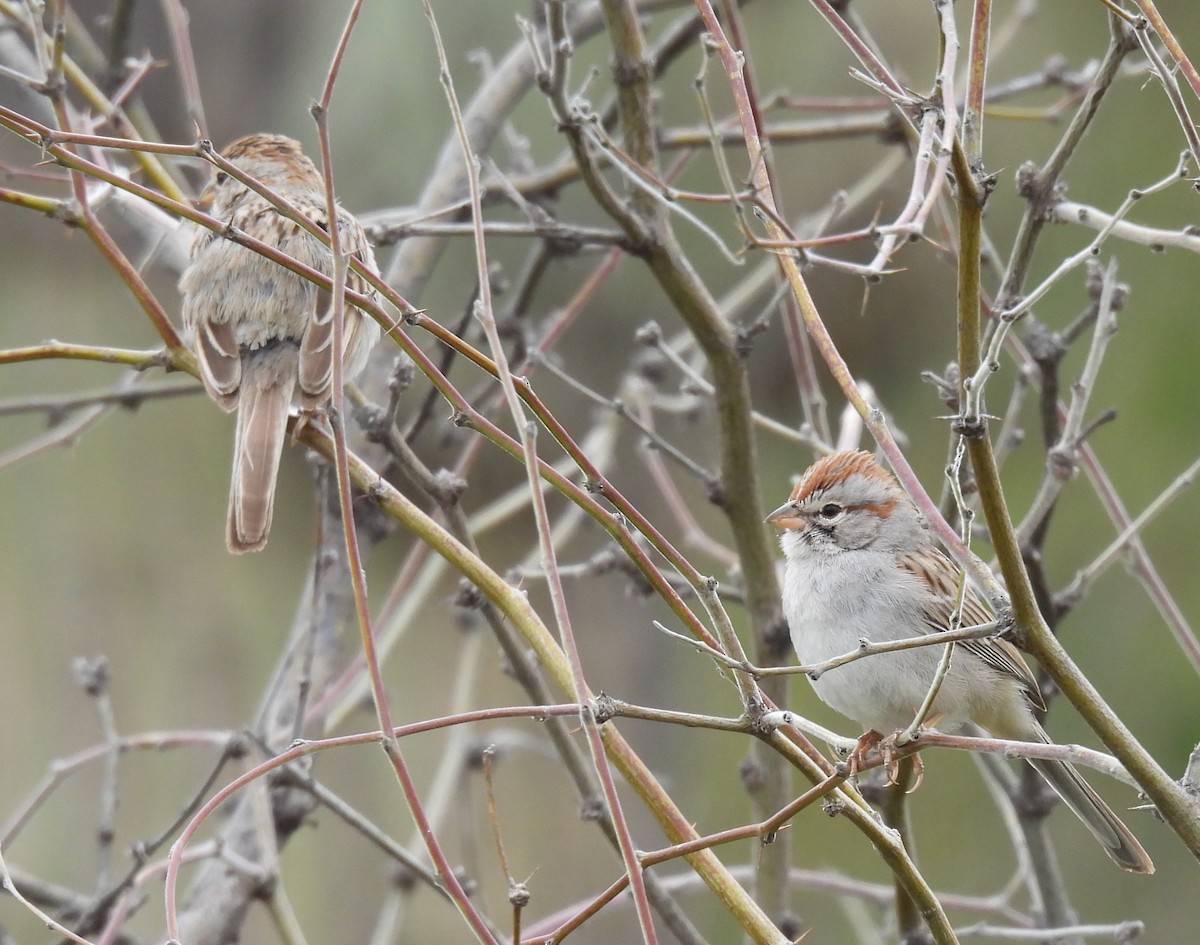 Rufous-winged Sparrow - Julie Furgason