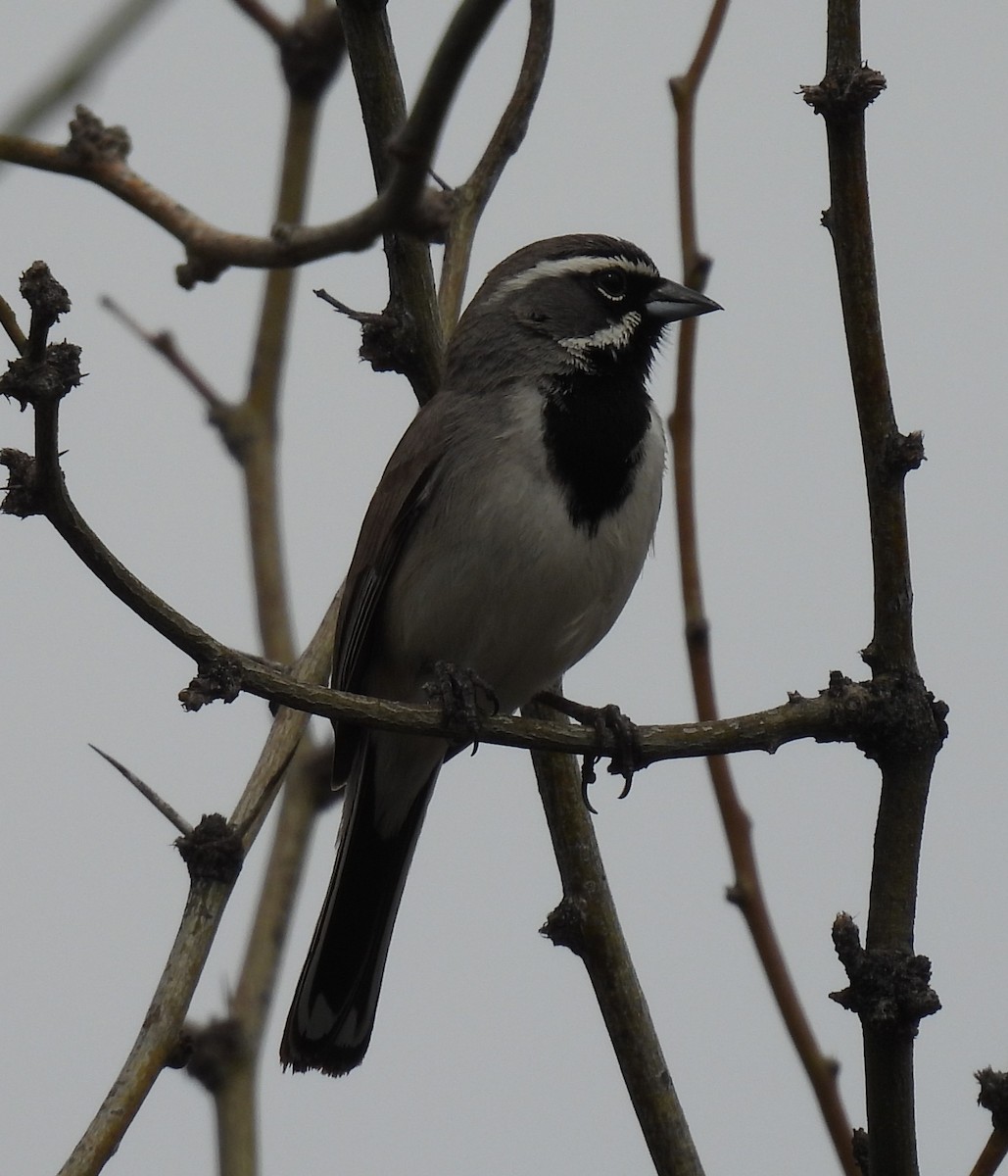 Black-throated Sparrow - Julie Furgason