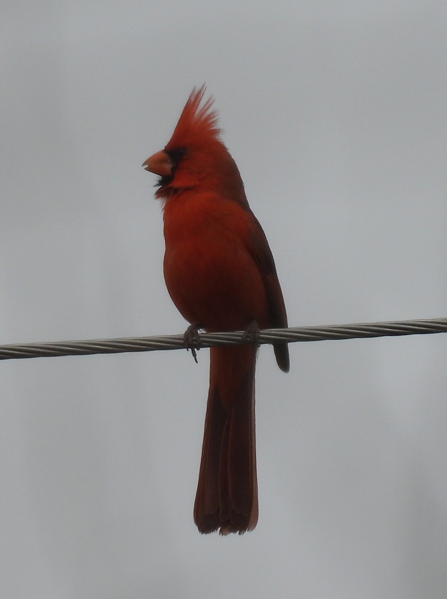 Northern Cardinal - Julie Furgason