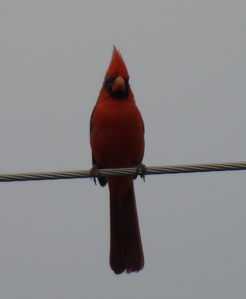 Northern Cardinal - ML616389231