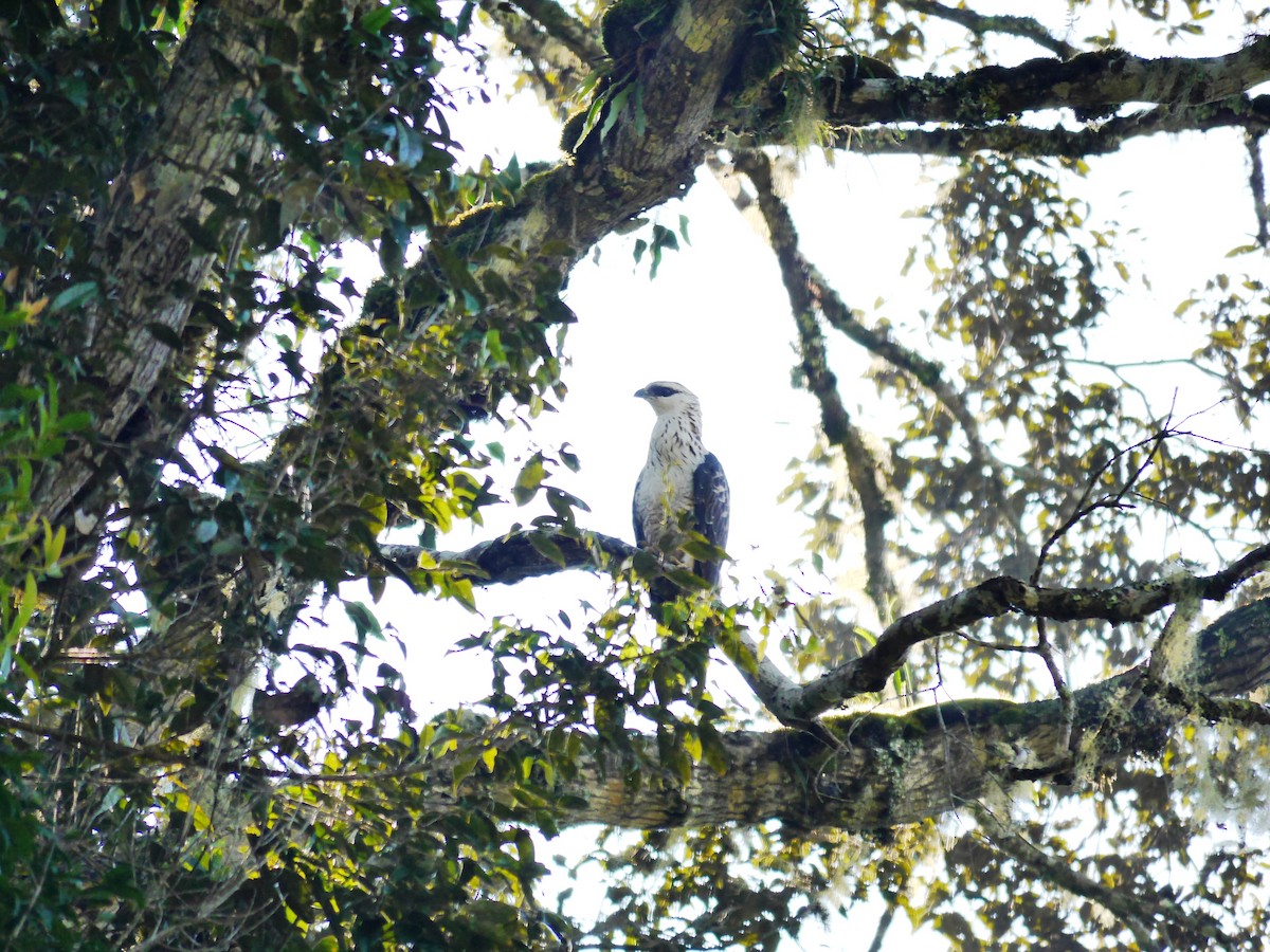 Sulawesi Honey-buzzard - ML616389236