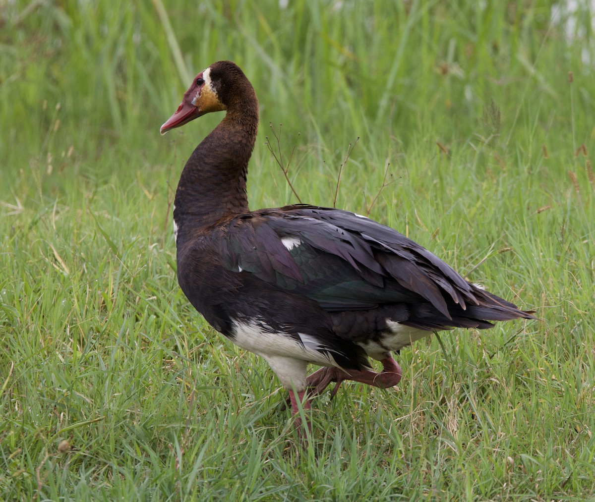 Spur-winged Goose - ML616389238