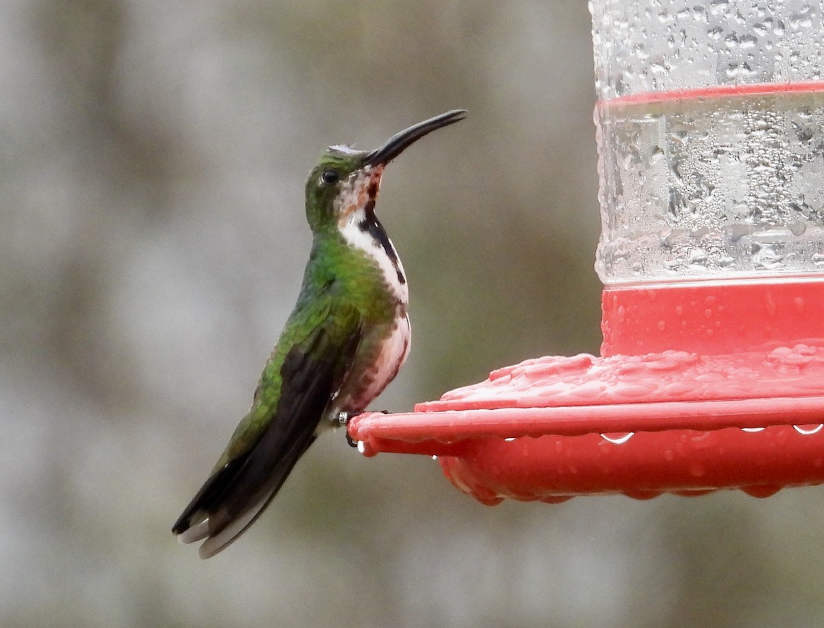 Green-breasted Mango - ML616389248