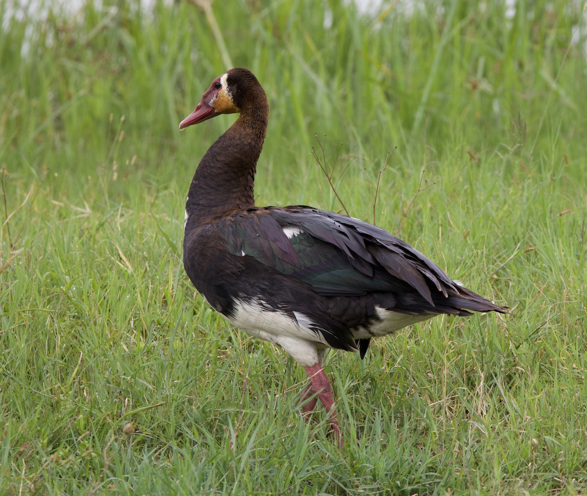 Spur-winged Goose - ML616389249