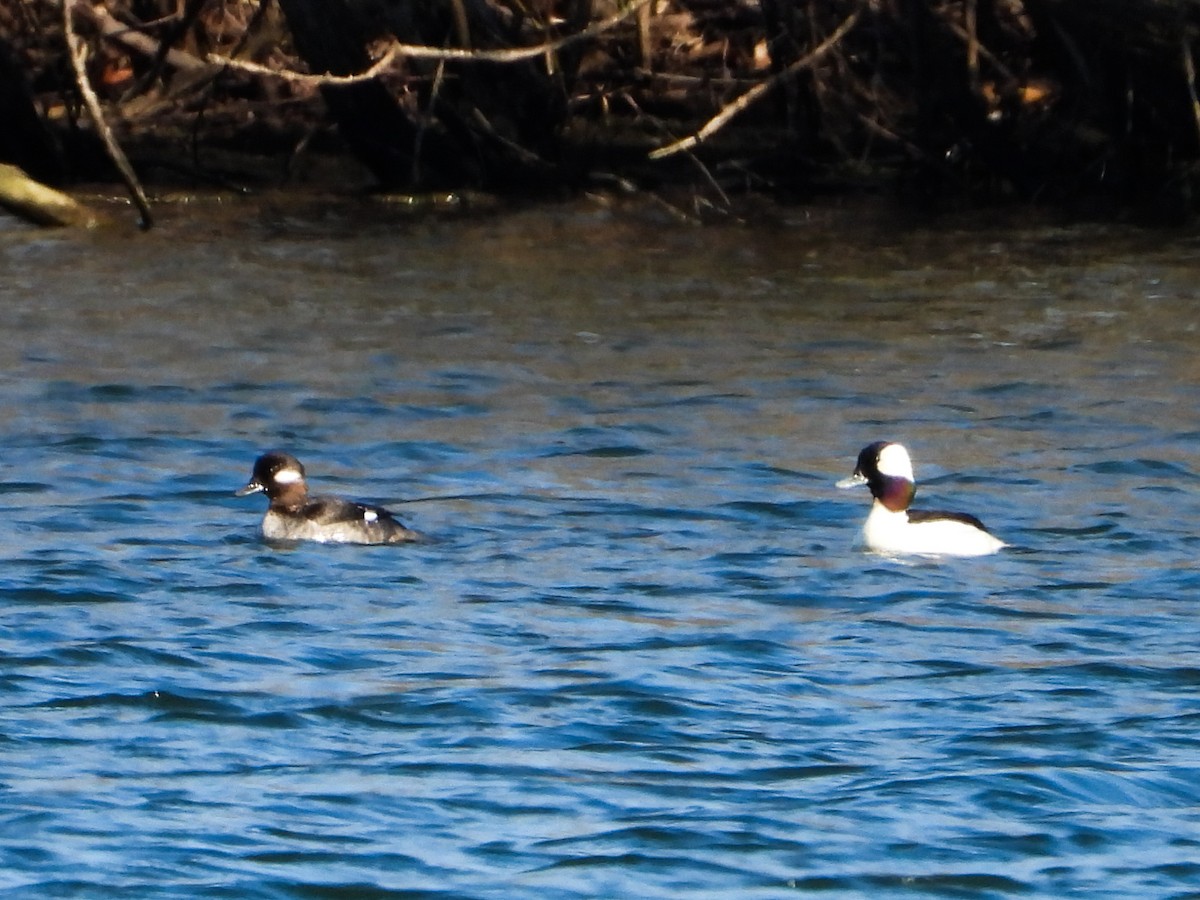 Bufflehead - ML616389263