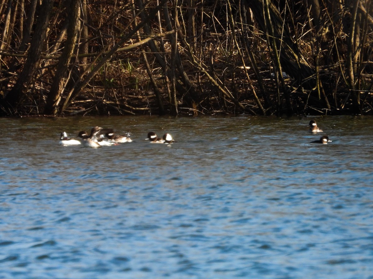 Bufflehead - ML616389264