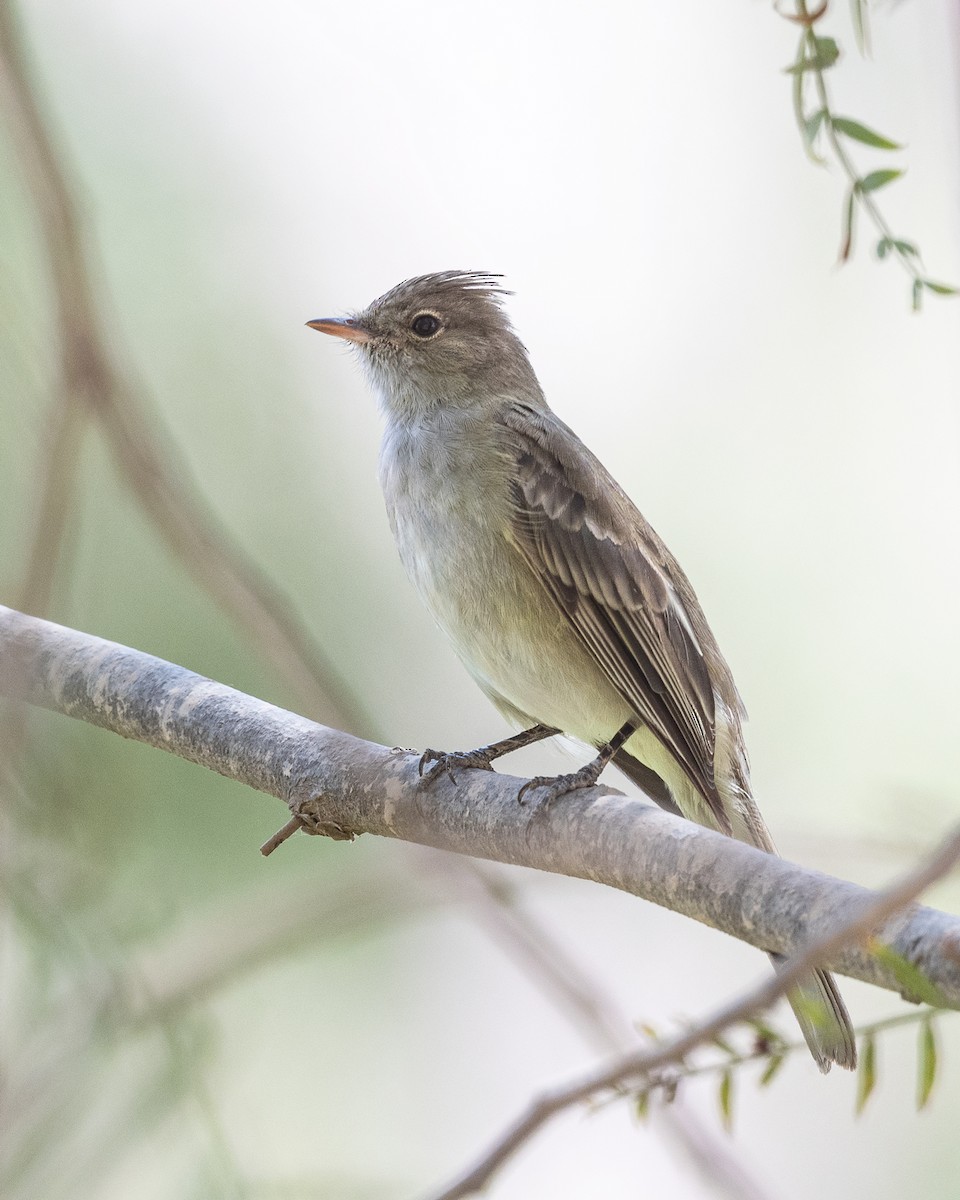 White-crested Elaenia (Peruvian) - ML616389301