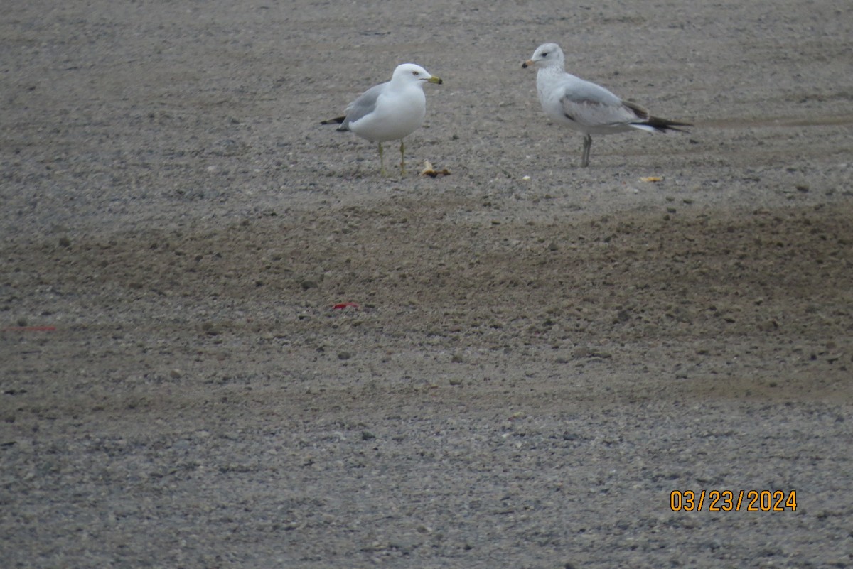 Ring-billed Gull - ML616389308