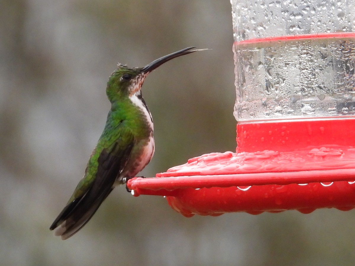 Green-breasted Mango - ML616389319