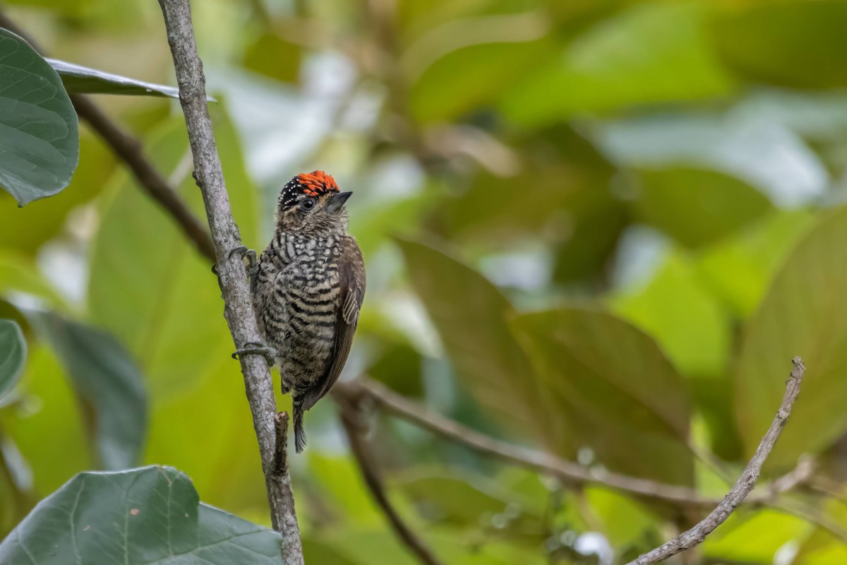 White-barred Piculet - ML616389336
