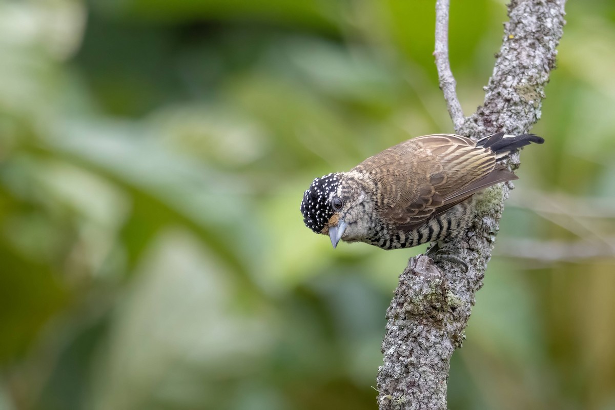 White-barred Piculet - ML616389337
