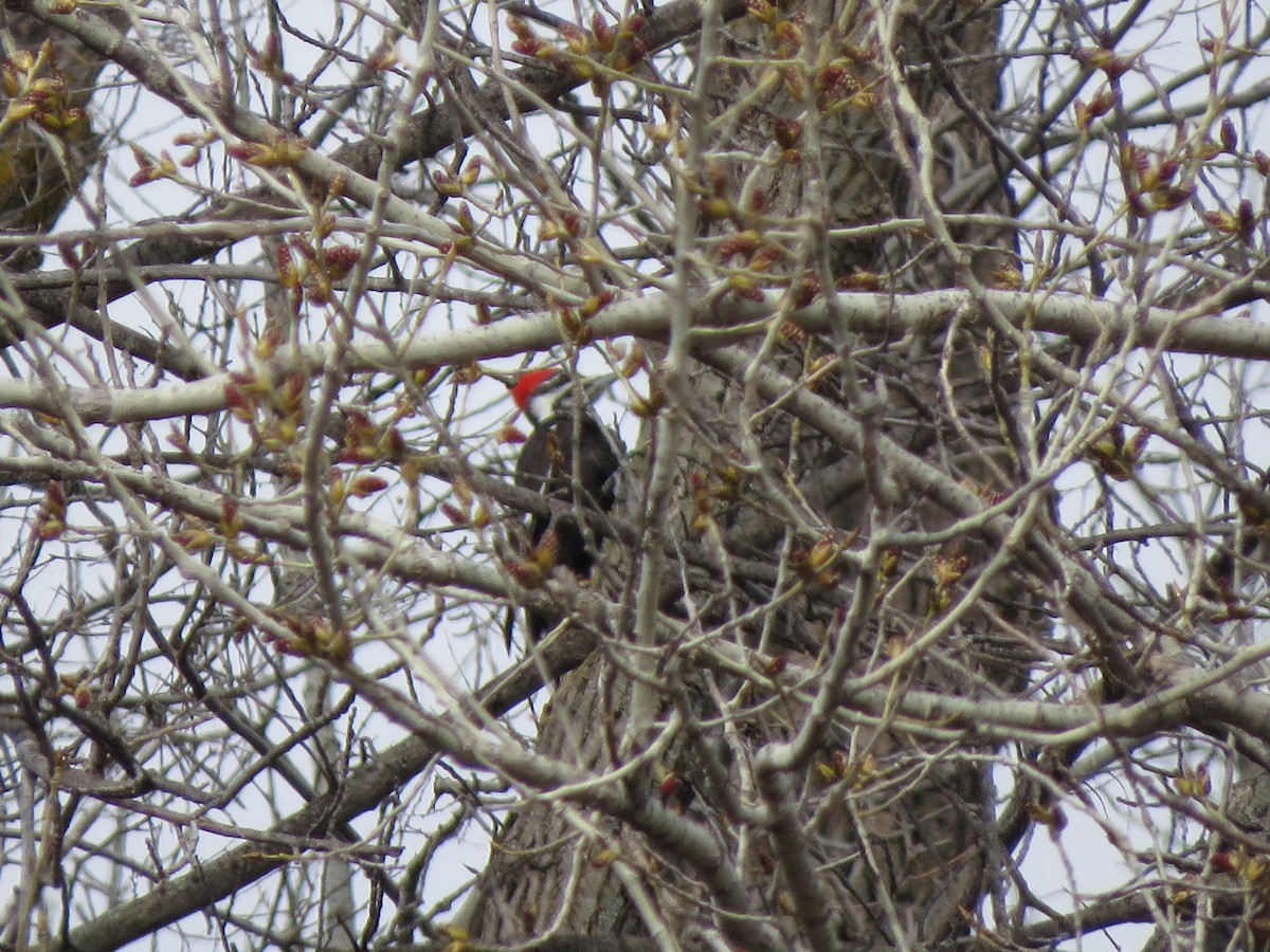 Pileated Woodpecker - ML616389356
