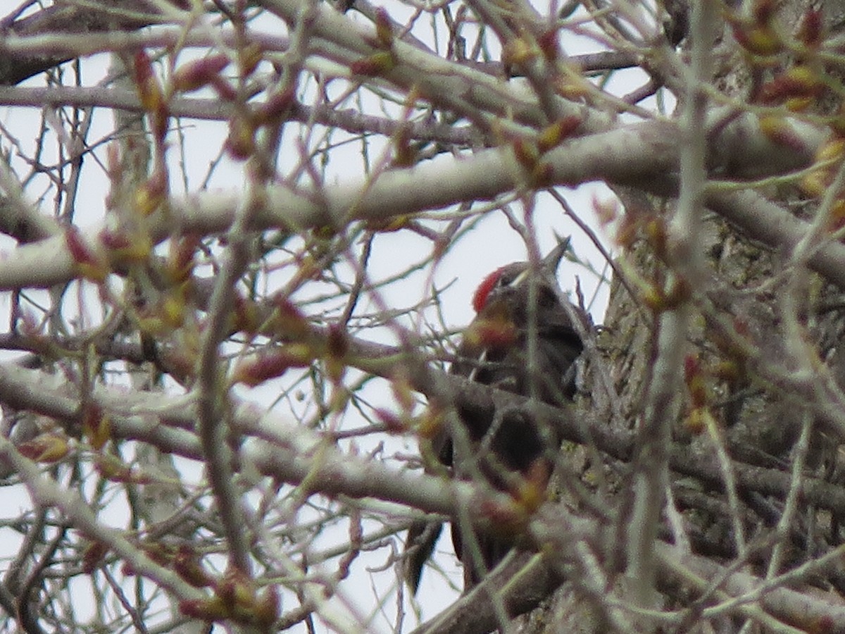 Pileated Woodpecker - ML616389376