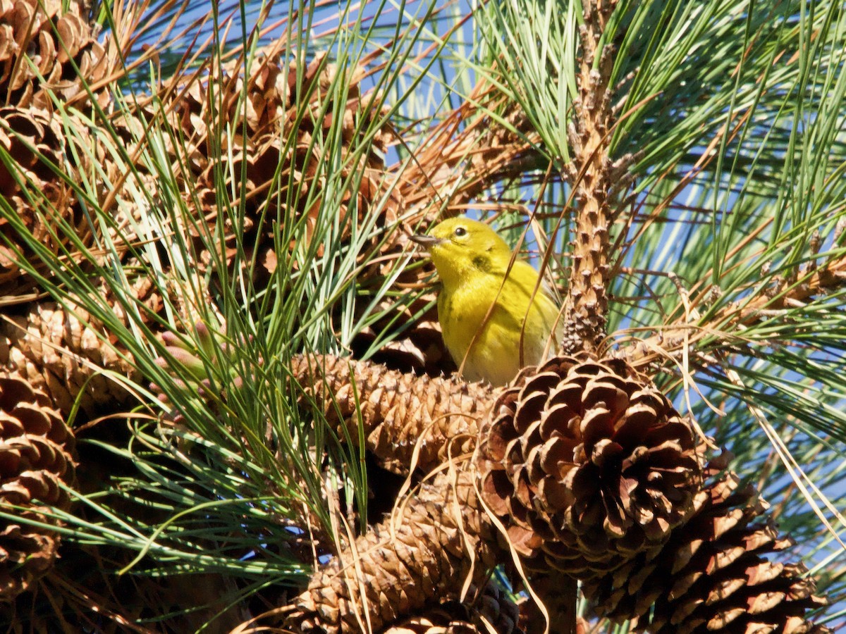 Pine Warbler - ML616389407