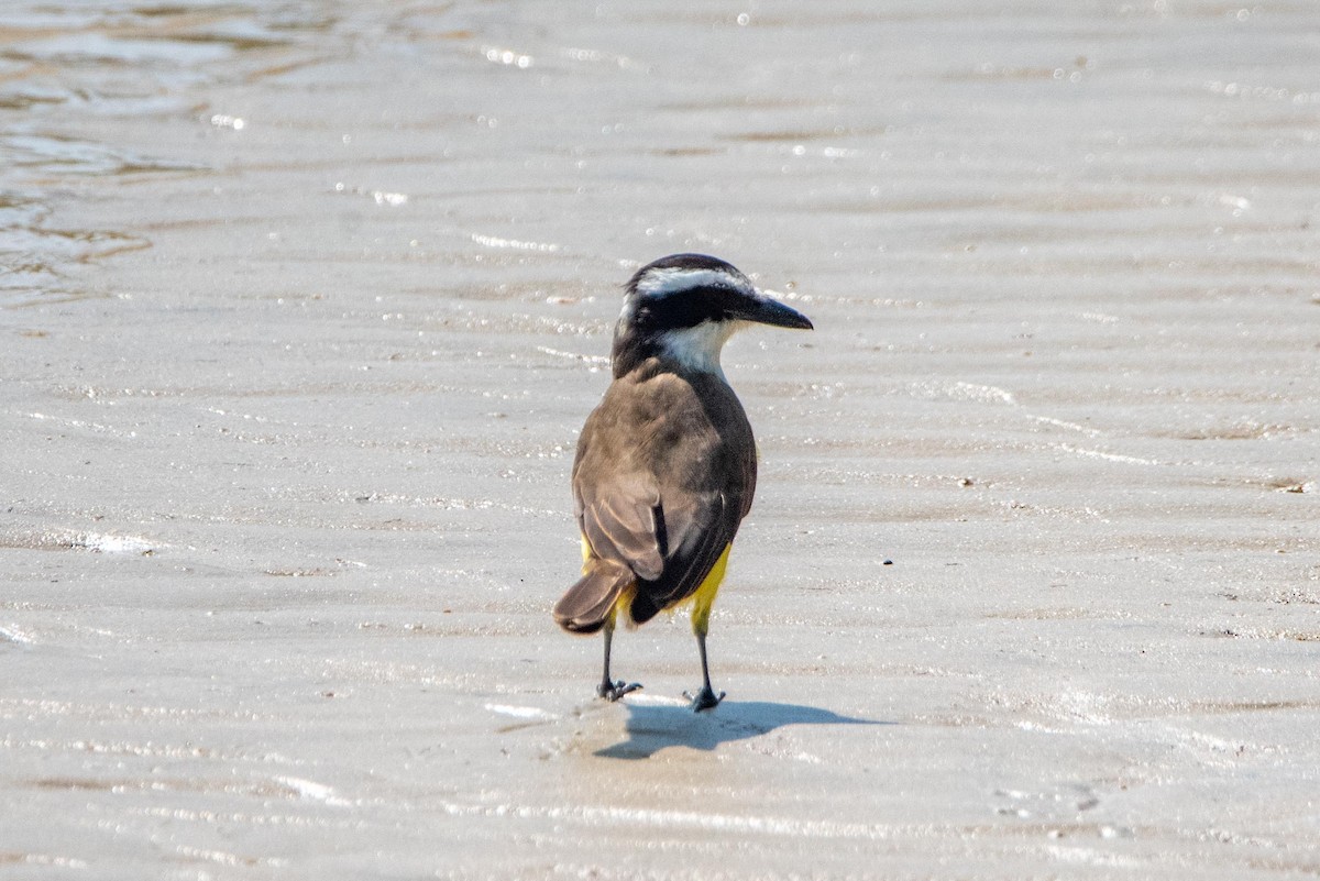 Great Kiskadee - ML616389430