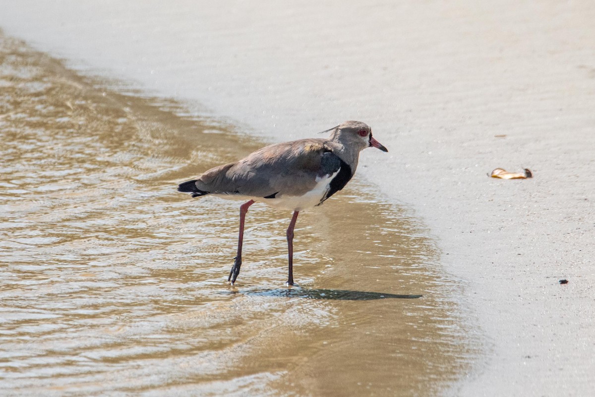 Southern Lapwing - ML616389431