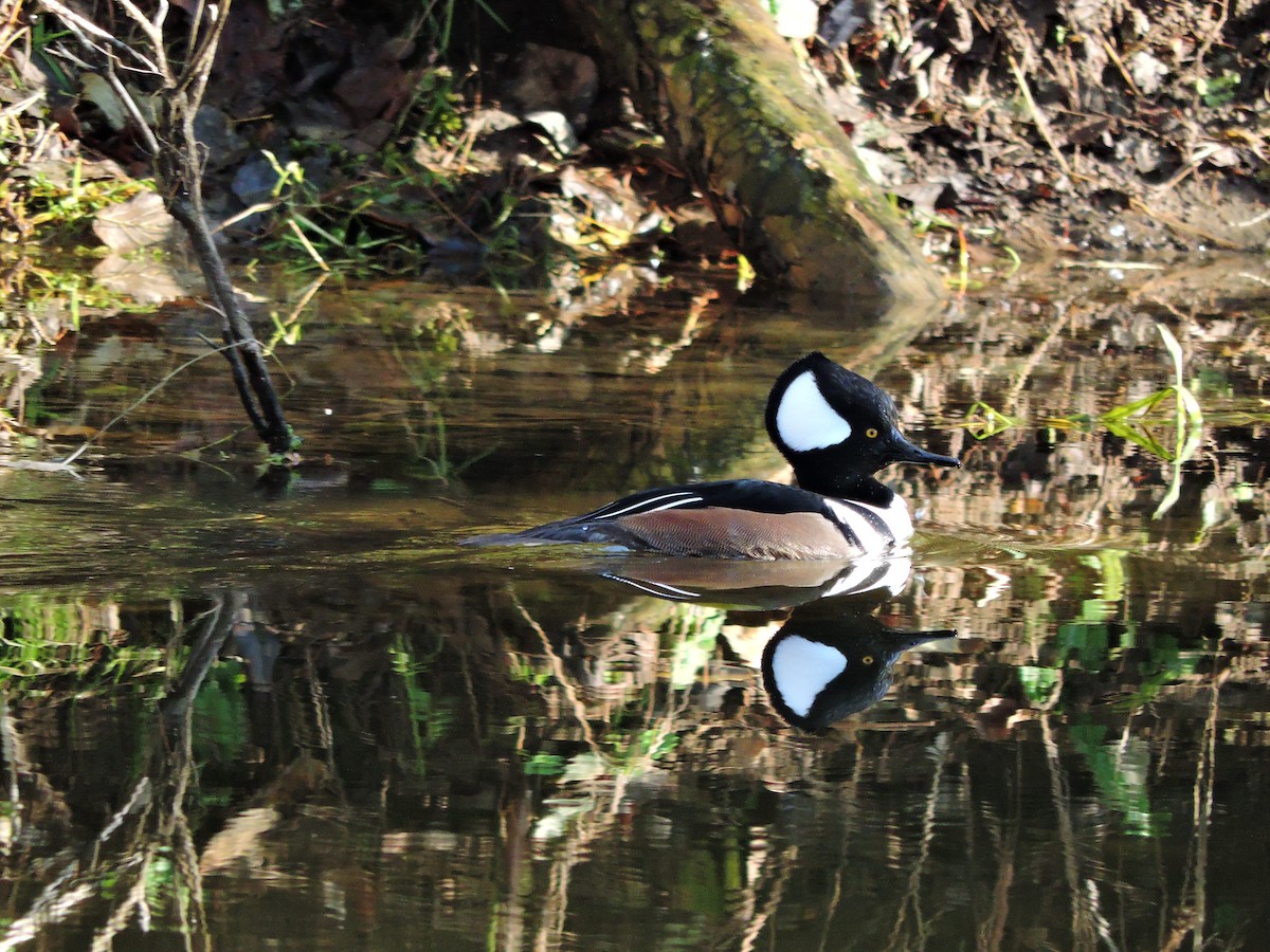 Hooded Merganser - ML616389436