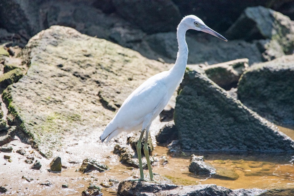 Little Blue Heron - ML616389437