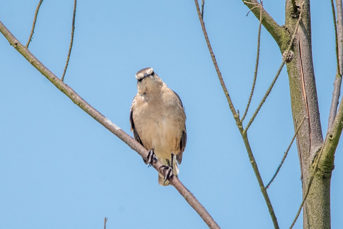 Chalk-browed Mockingbird - ML616389440