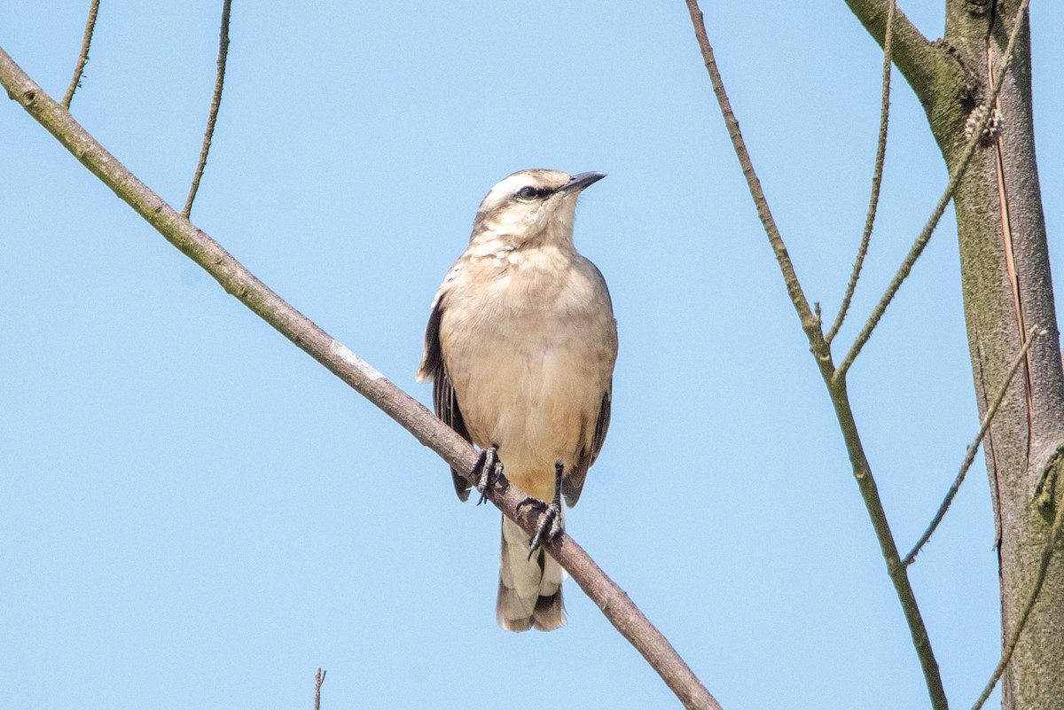 Chalk-browed Mockingbird - ML616389442