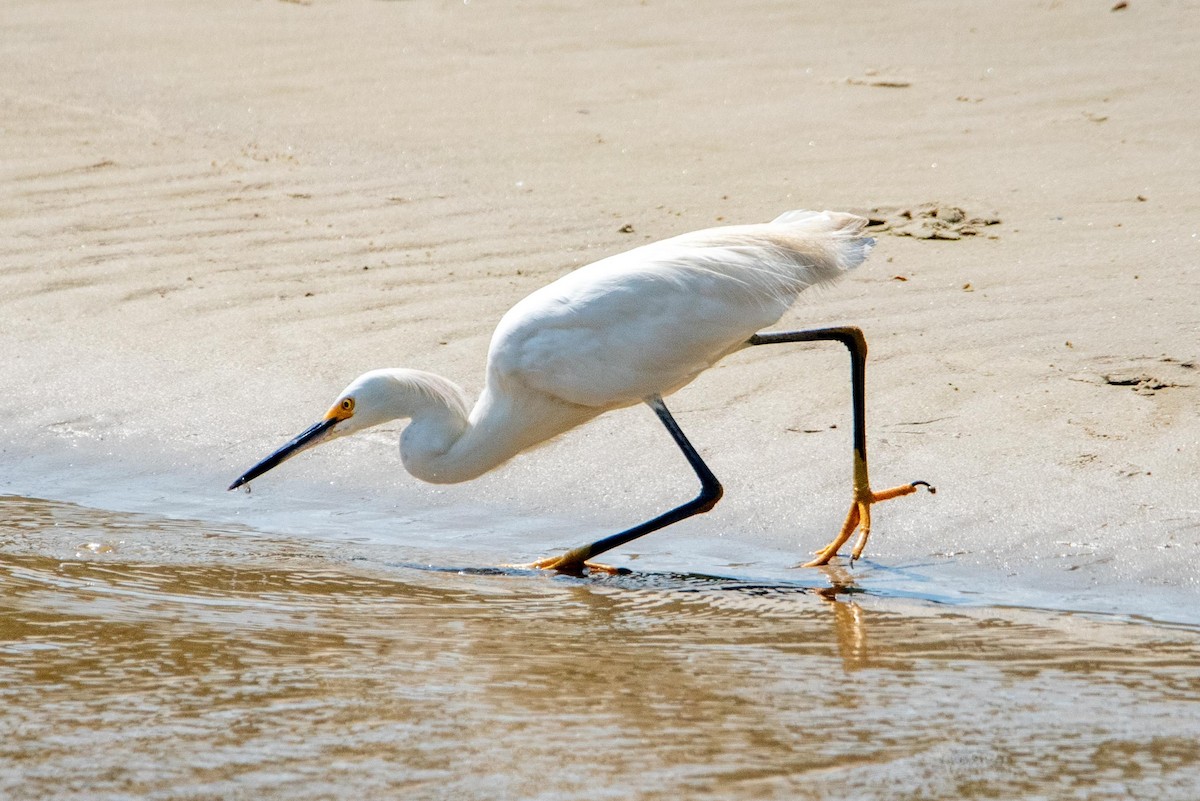 Snowy Egret - ML616389450