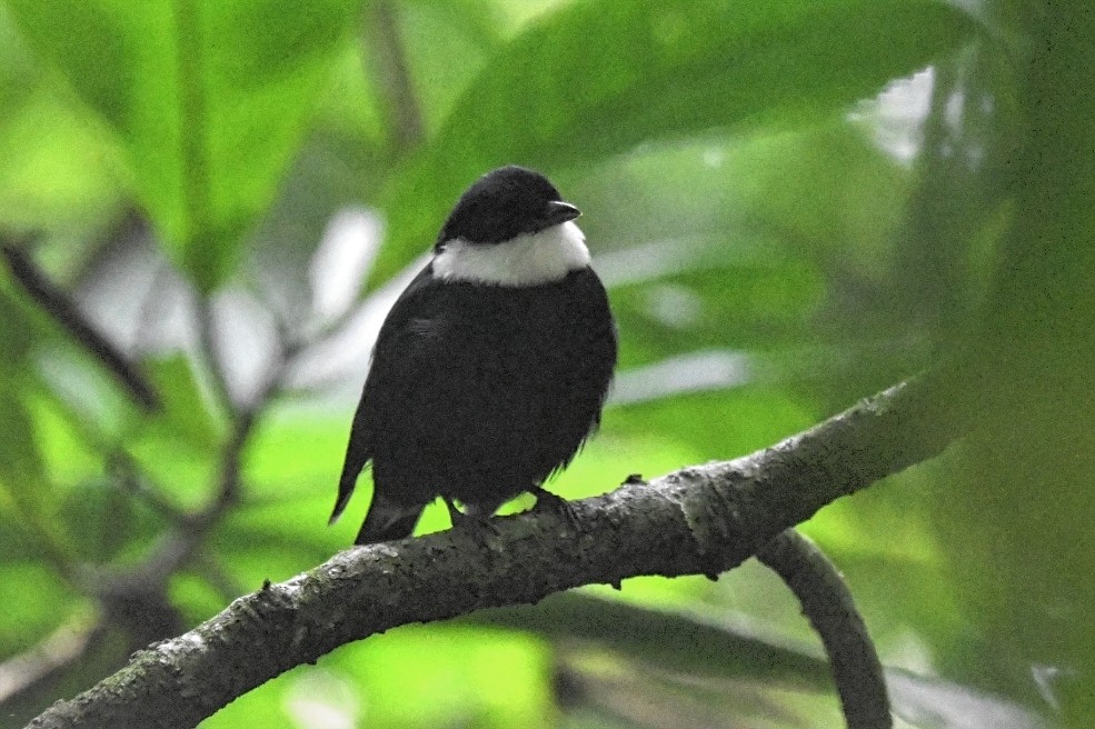 Манакін-бородань північний - ML616389452