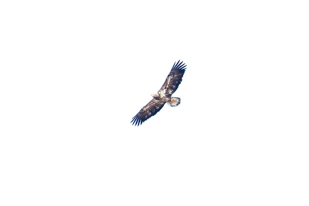 Белоголовый орлан - ML616389462