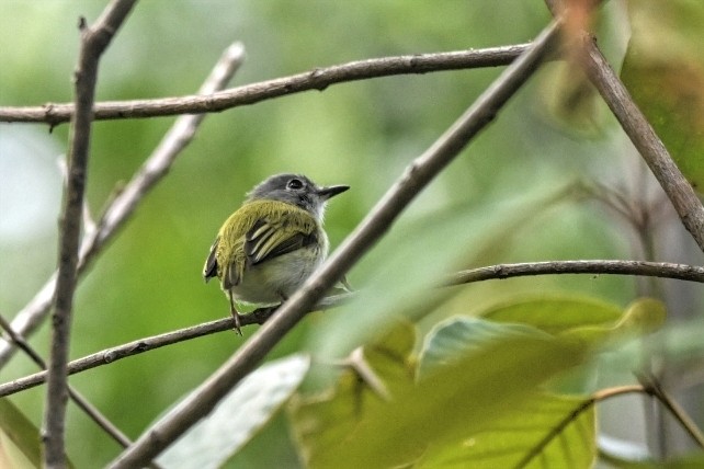 Аруна короткохвоста - ML616389464