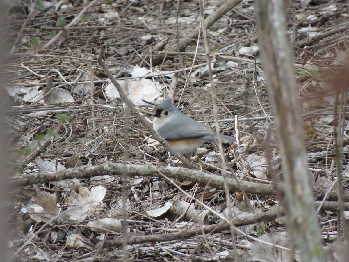 Tufted Titmouse - ML616389469