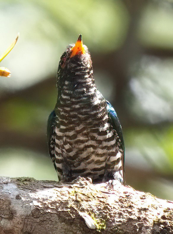 Asian Emerald Cuckoo - ML616389543