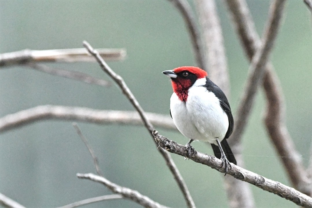 Пароарія чорнощока - ML616389548