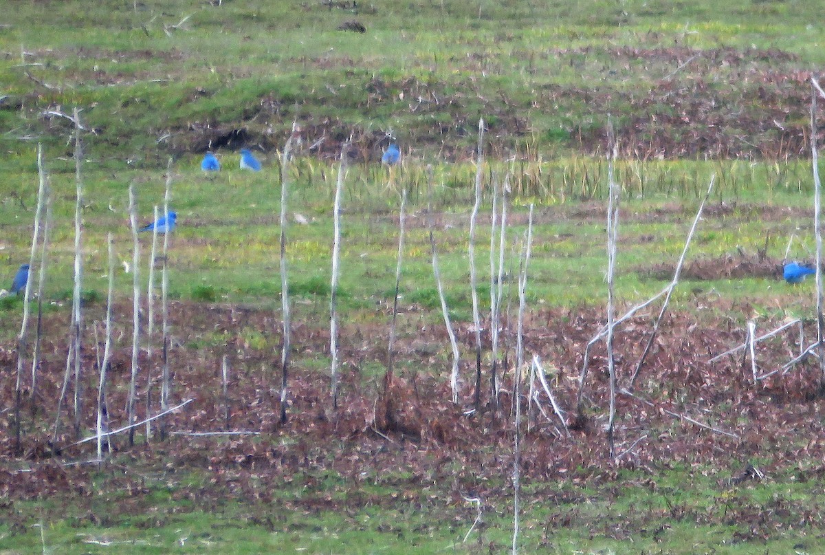 Mountain Bluebird - ML616389742