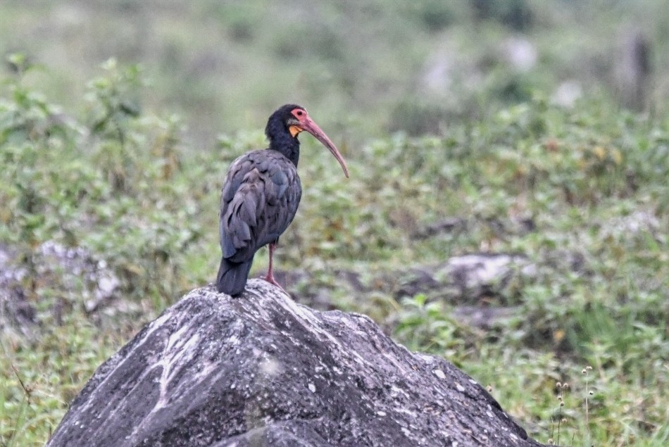 ibis dlouhoocasý - ML616389745