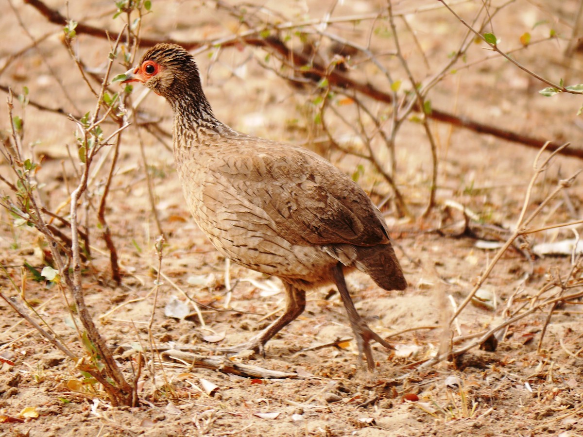 Swainson's Spurfowl - ML616389761