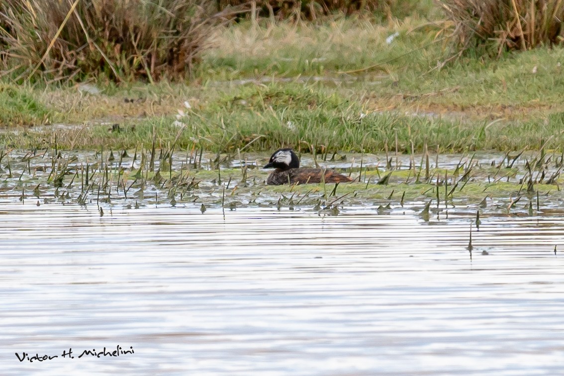 White-tufted Grebe - ML616389791