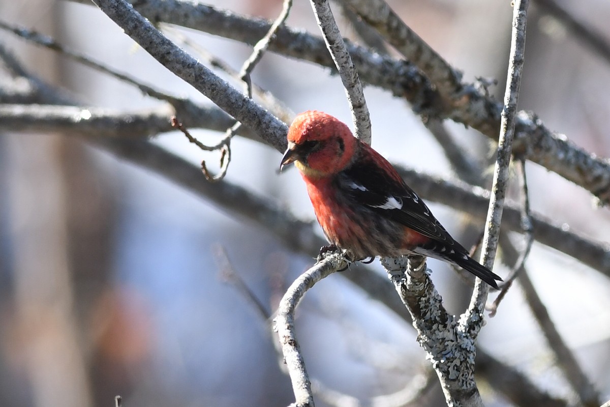 White-winged Crossbill - ML616389810