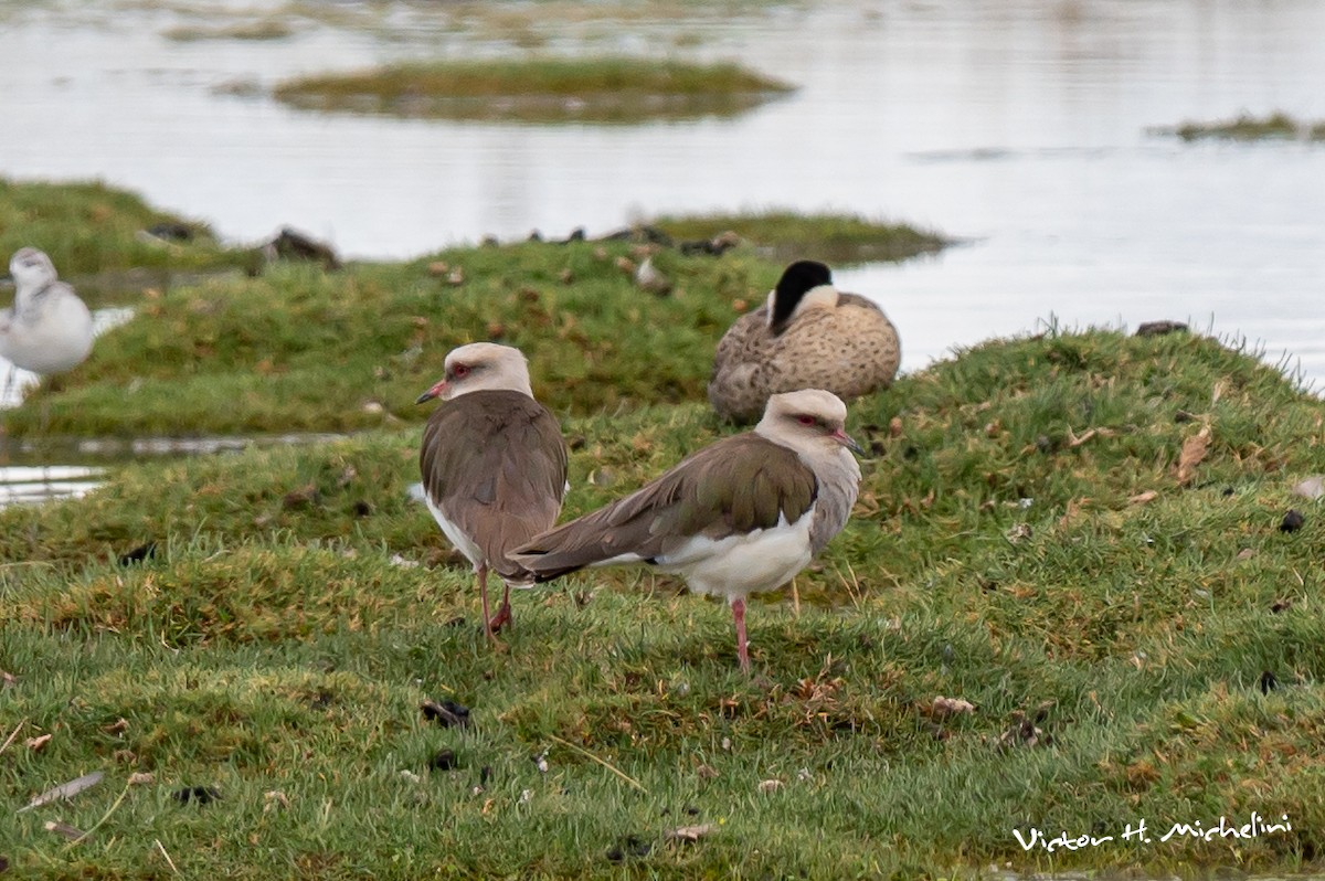 Andean Lapwing - ML616389814