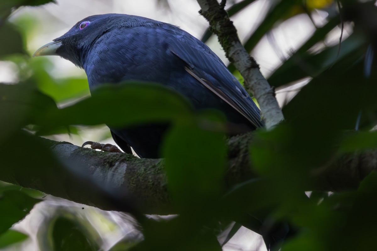 Satin Bowerbird - Dan Ellison